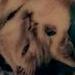 Tattoos - Stinky - 54080